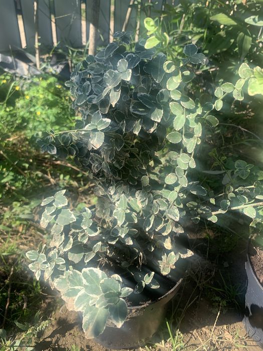 Бересклети.іва хакуро нішікі