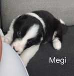 Megi , sunia Border Collie