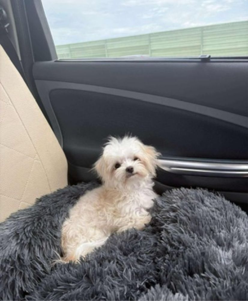 Odchowany piesek Maltipoo kocha dzieci gotowy do odbioru