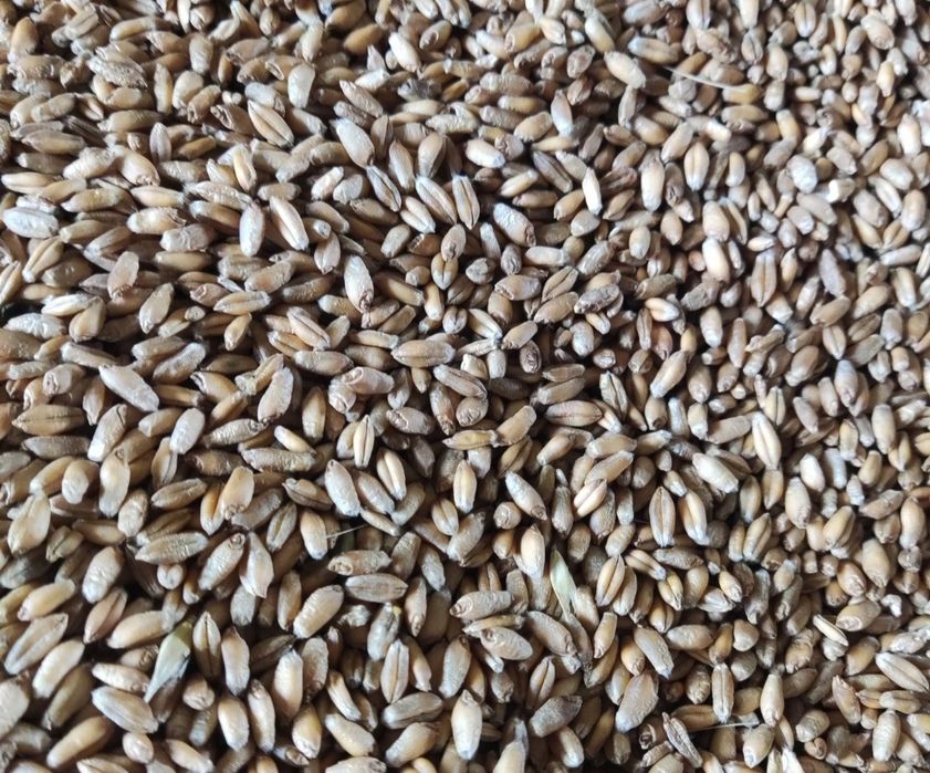 Pszenżyto przewódkowe FRIGUS 2025