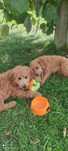 Śliczna suczka goldendoodle