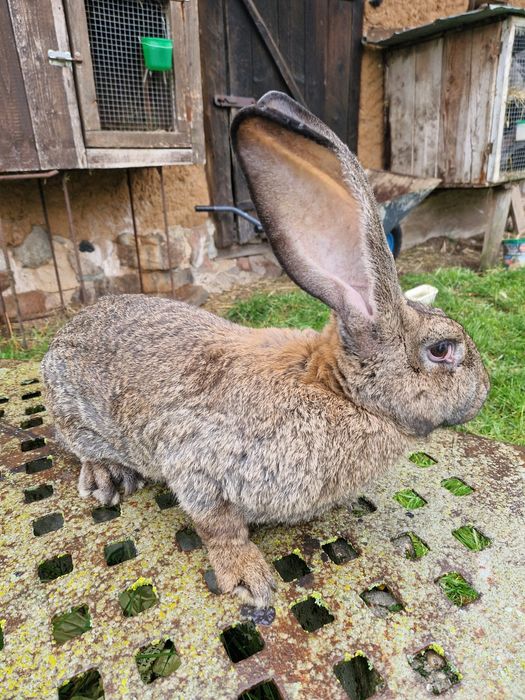 Królica kotna Olbrzym Belgijski