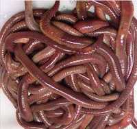 Minhoca Californiana - Red Californian worm