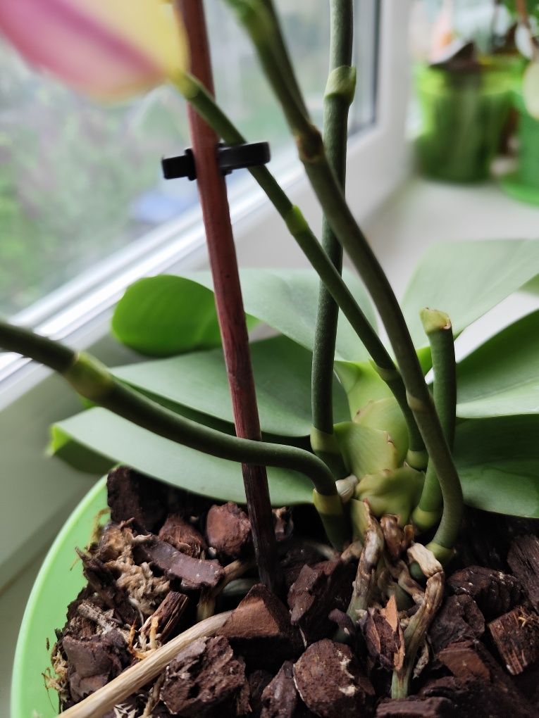 Орхідея Ліодоро фаленопсіс арома