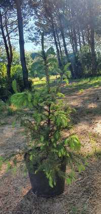 Świerk serbski w pojemnikach. Picea omorica, pojemniki 5l.