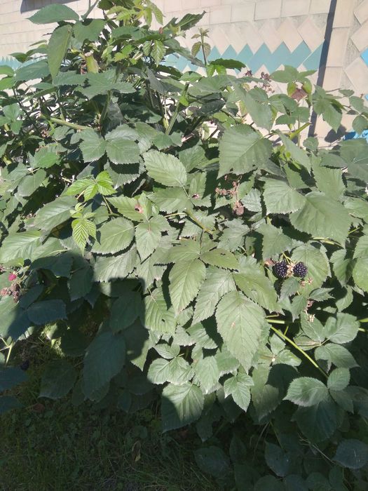 продається безколючкова садова ожина