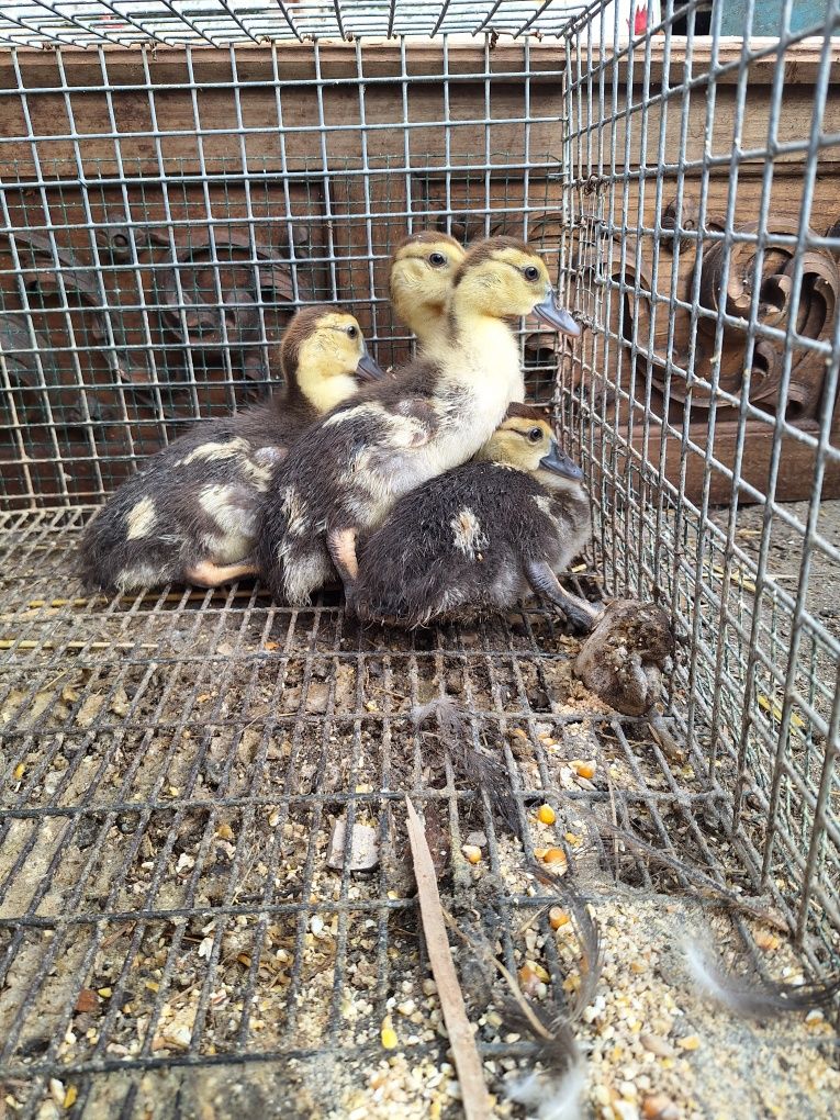 Crias de patos mudos