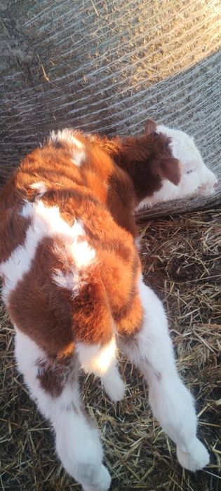 Sprzedam jałówkę mięsną SM