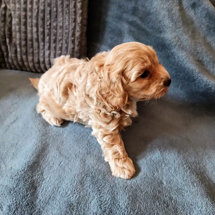 Maltipoo F1-chłopczyk
