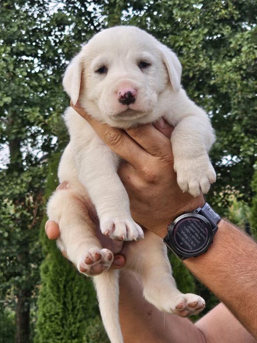 Owczarek Środkowoazjatycki!Piękny Pies!