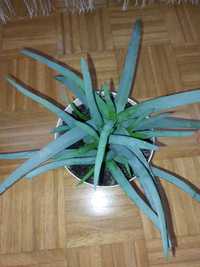 Aloes leczniczy całość