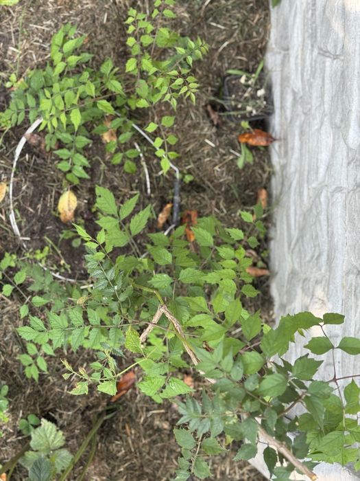 Кампсіс помаранчевий 5 років