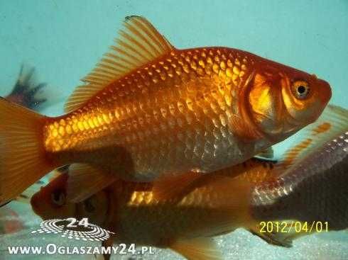 Karaś kolor,karp koi,orfa,karp,amur,tołpyga,wzdręga,jesitr,jaź,węgorz