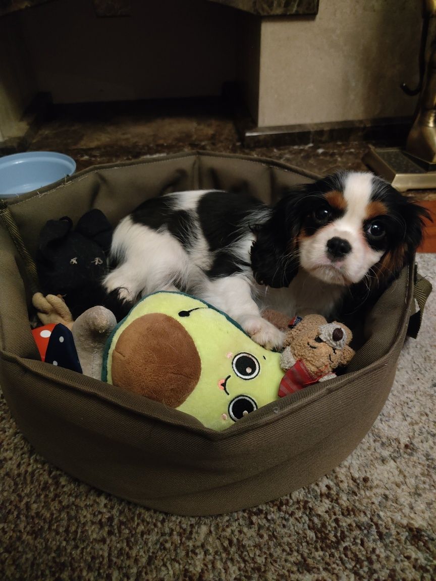 Cavalier King Charles spaniel