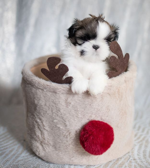 Shih- tzu piesek Zkwp FCI