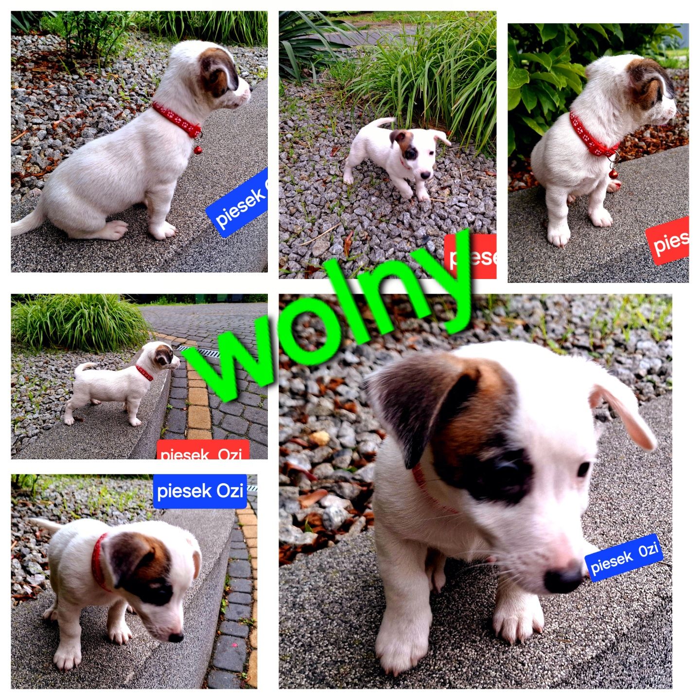 malutki !!! piesek Jack Russell 3 szczepienia RODZIICE W HODOWLI