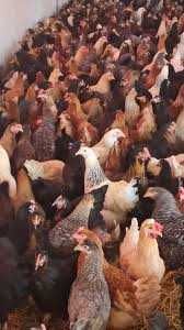 Kury nioski ! Rossa Messa Leghorn Tetra Lohman i inne rasy kurek !