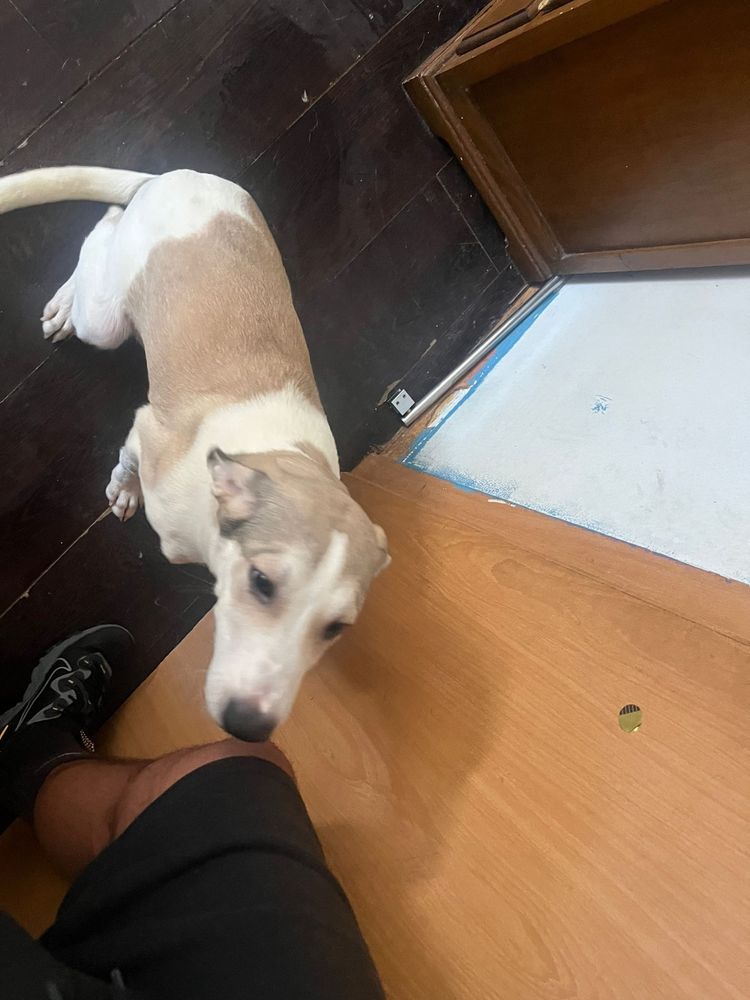 Cão bebé para adoção