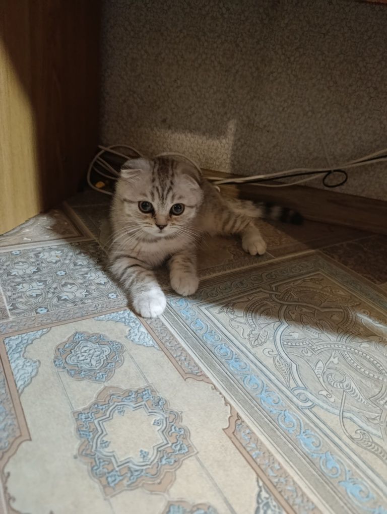 Срочно продам пушистое счастье