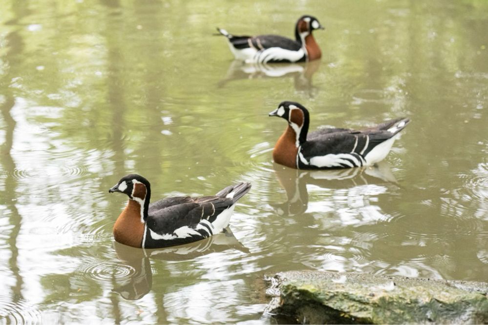 Casais Gansos Peito Ruivo (Branta ruficollis)