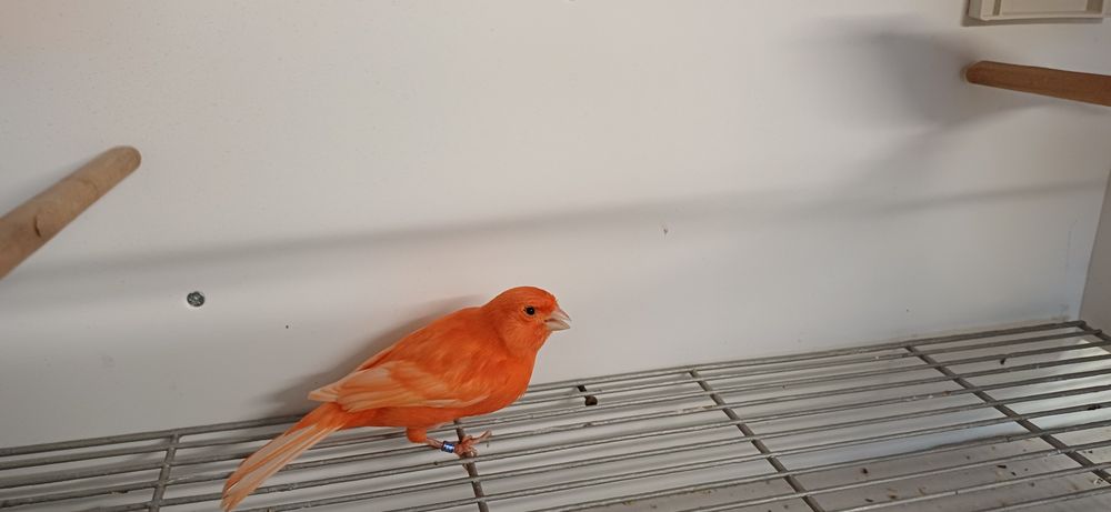 Vermelho intensivo e nevado