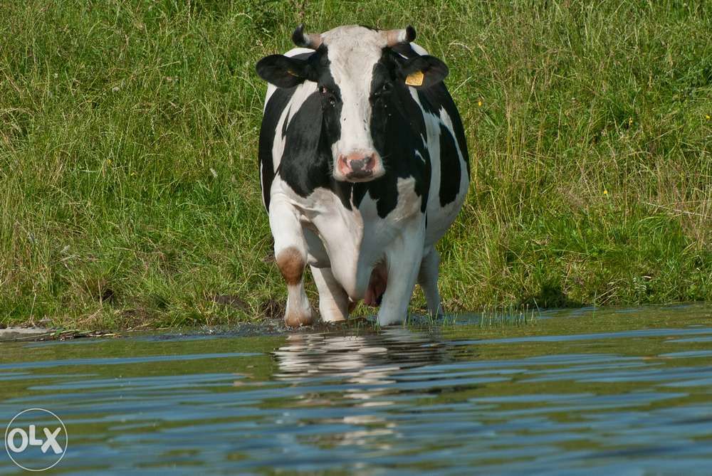 Mrągowo - agroturystyka nad jeziorem - wspaniały wypoczynek