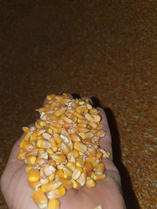 Milho graúdo amarelo