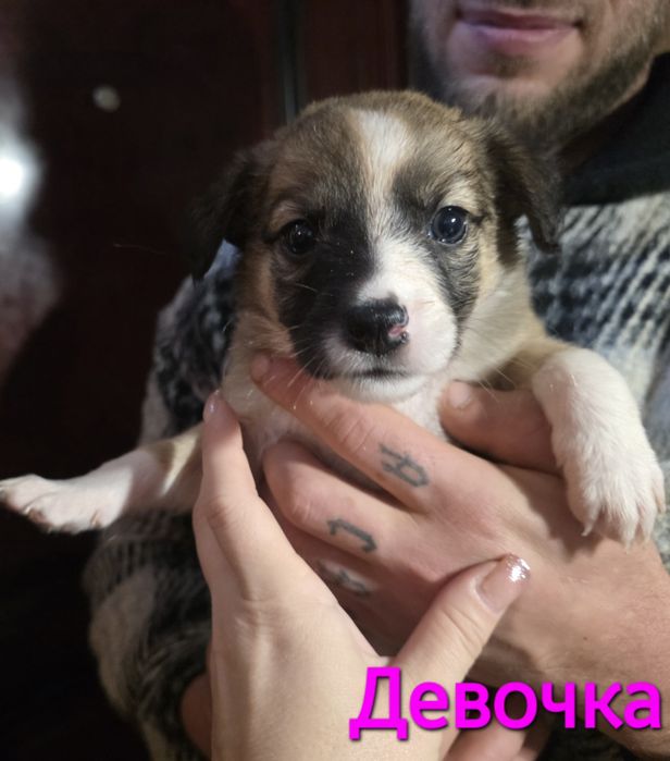 Пожалуйста, помогите спасти и найти дом.