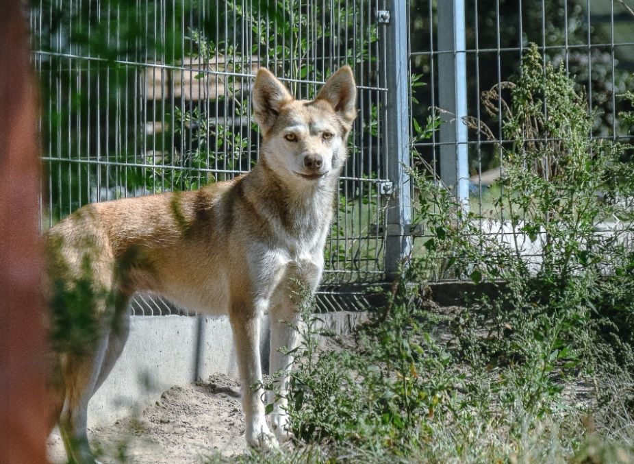 Przez piekło zgotowane przez człowieka ciężko jej pokonać lęk