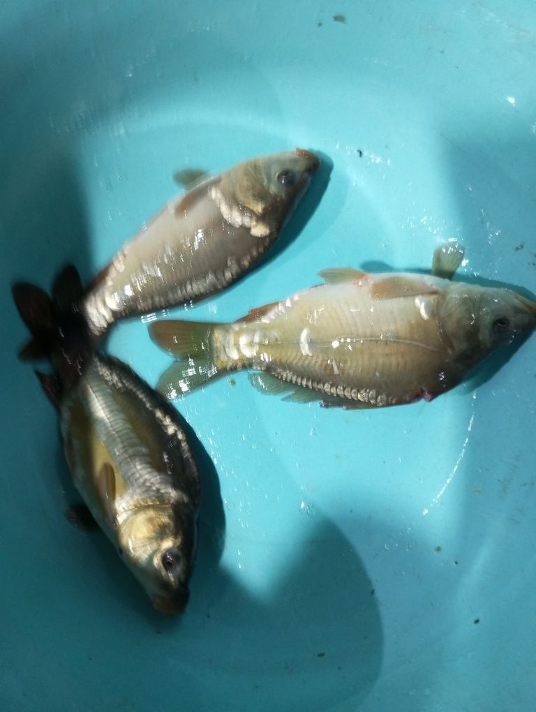 Karp kroczek stawowy