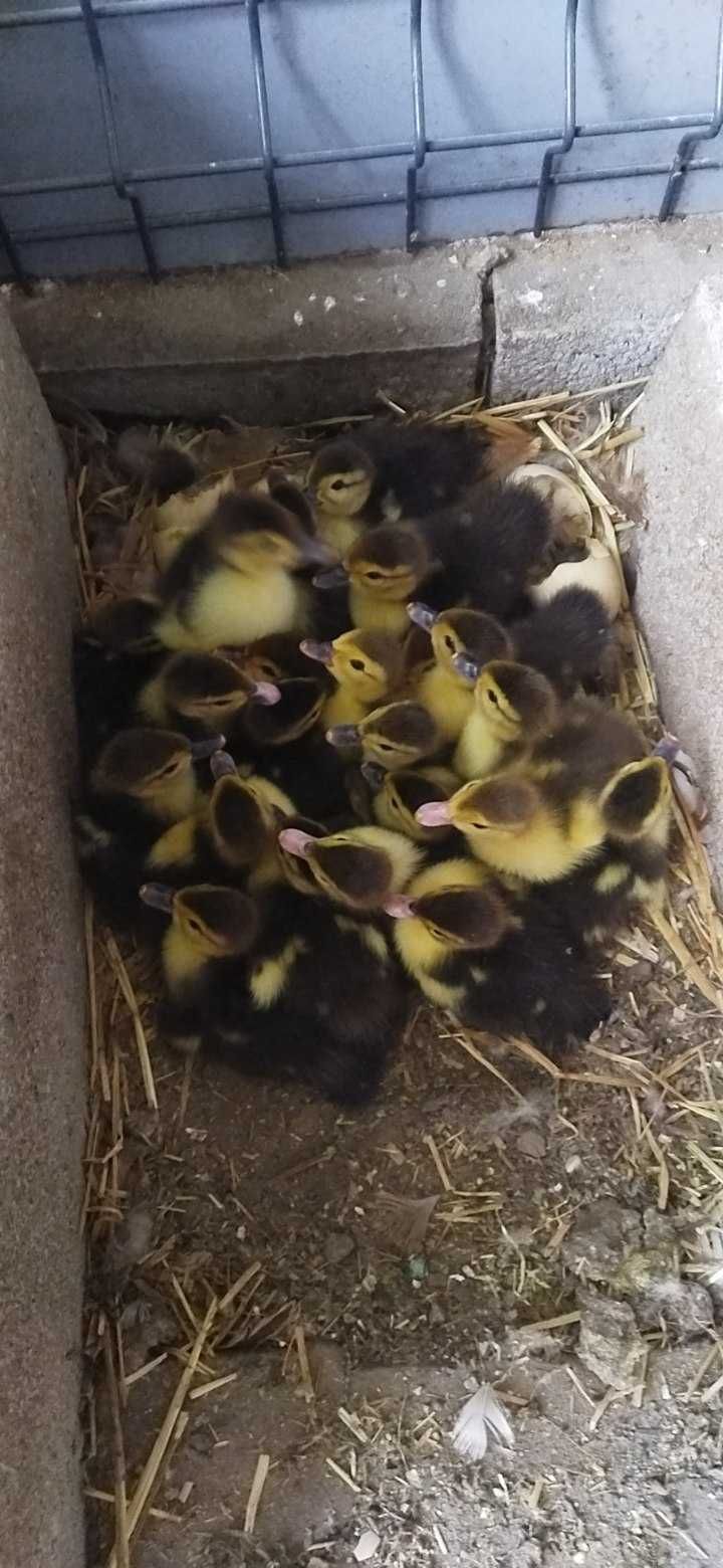 Vendo patos de excelente carne