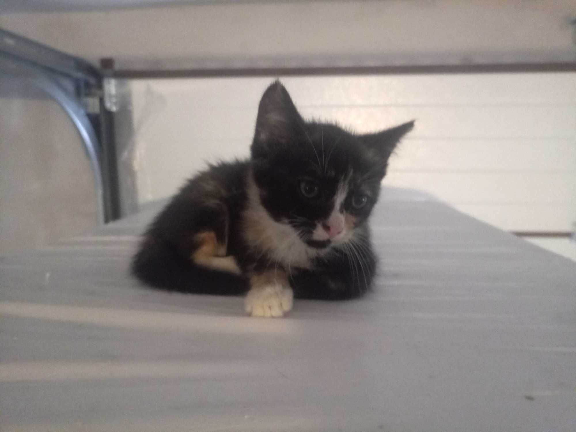Kociaki do adopcji