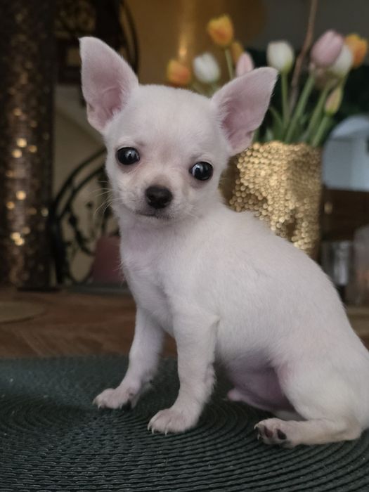 Chihuahua krotkowlosy chlopak