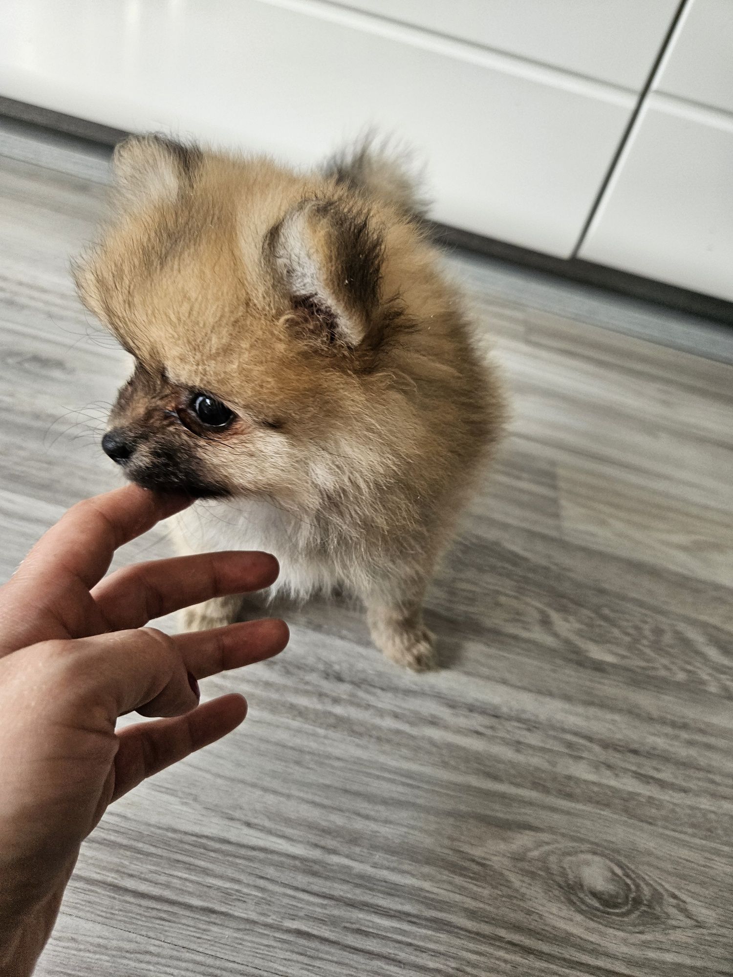 Śliczna Suczka Szpic Miniatura Miniaturowy
