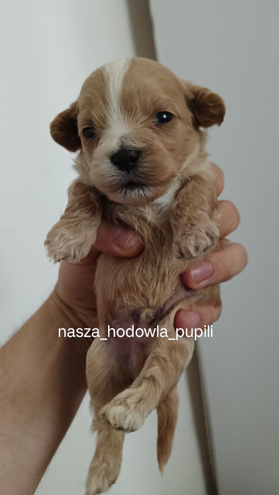 Maltipoo F1 czerwony piesek pudel toy x maltańczyk