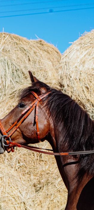 Ogłowie full brązowe