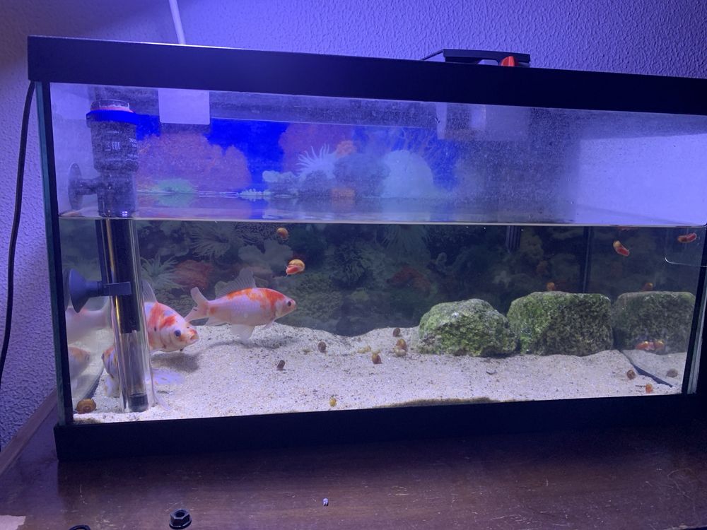 Vendo aquario 60 litros com filtro e sistema de aquecimento