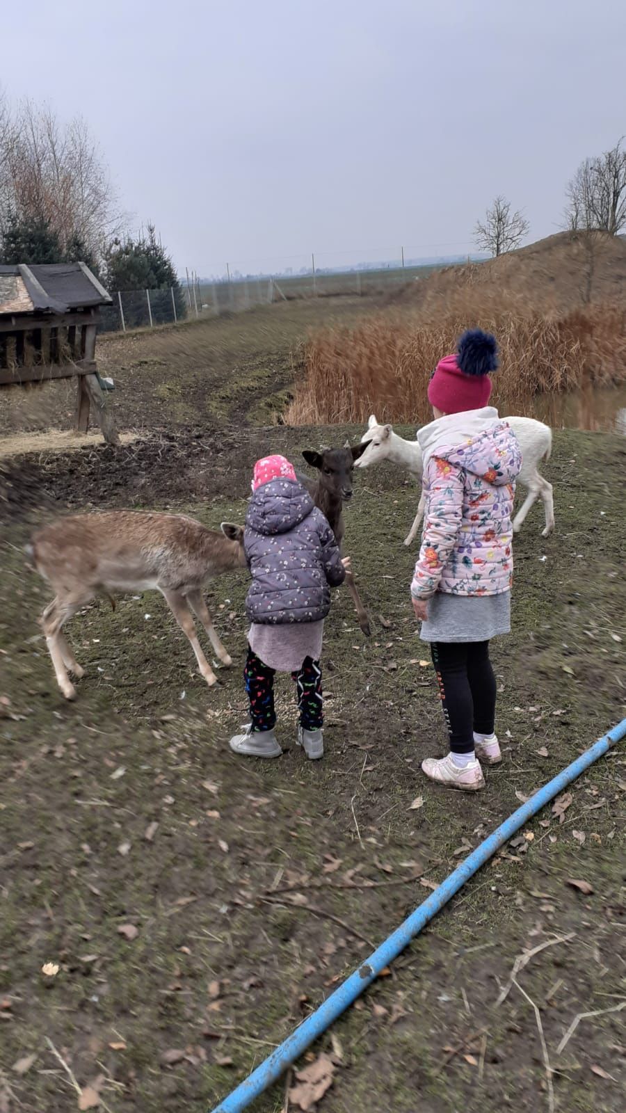 Daniel byk bądź samica z dowozem ubiegłoroczne