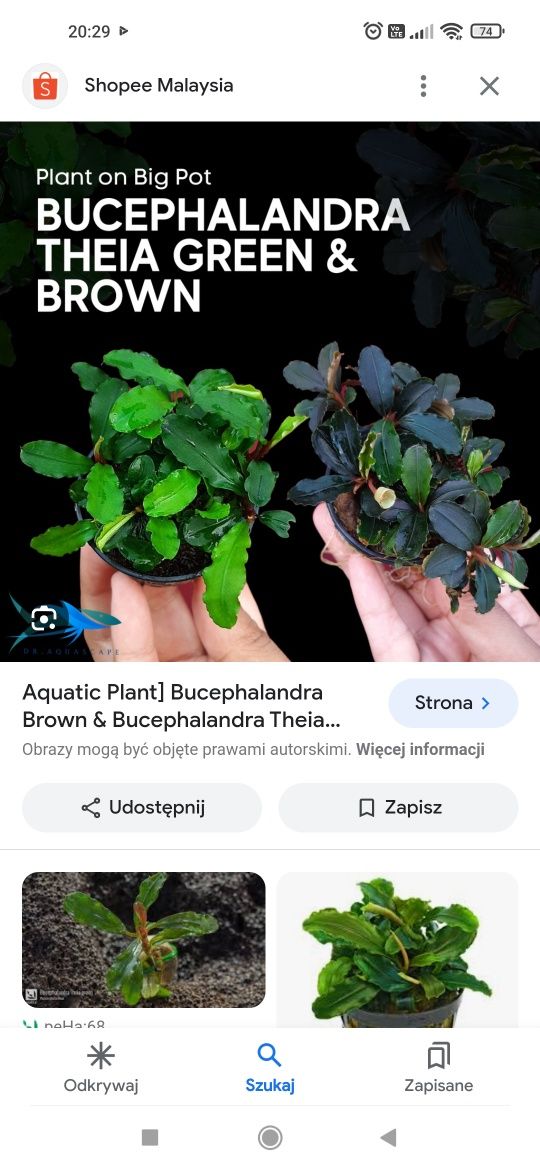 Bucephalandra theia brown, akwarium, rośliny akwariowe, akwarystyka