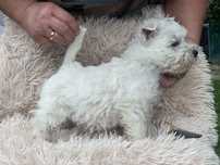 Szczenie west highland white terrier