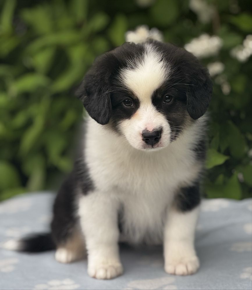 Amerykański owczarek miniaturowy- MAS - Mini Aussie- suczka FCI