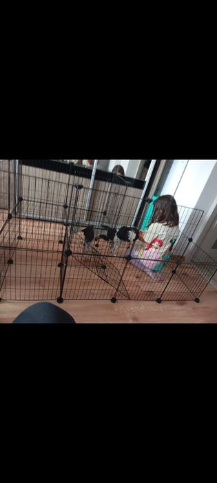 Klatka modułowa dla świnki morskiej królika