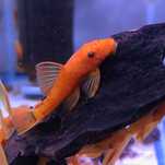 Zbrojnik Red ancistrus - glonojad