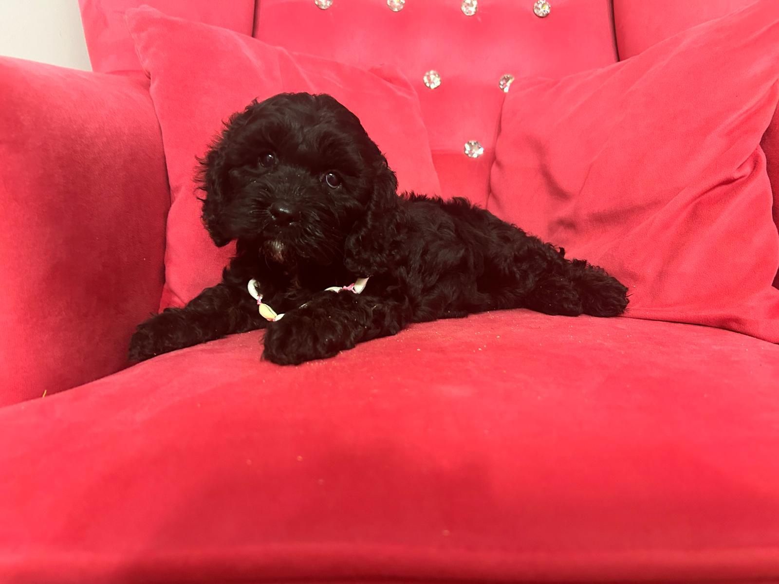 Shih tzu.  shihpoo piesek gotowy do odbioru