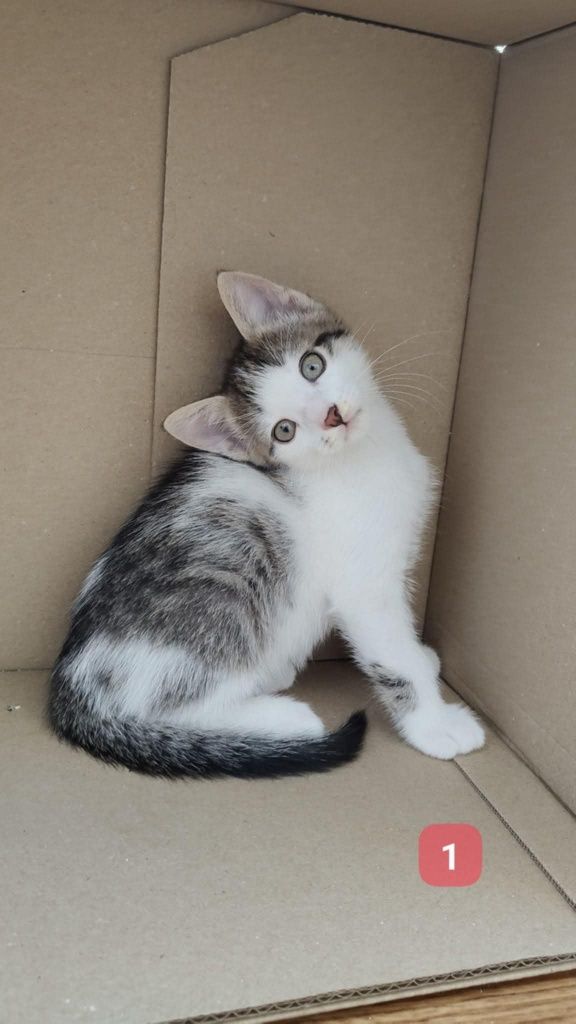 Trzech uratowanych kociaków szuka domków - do pilnej adopcji