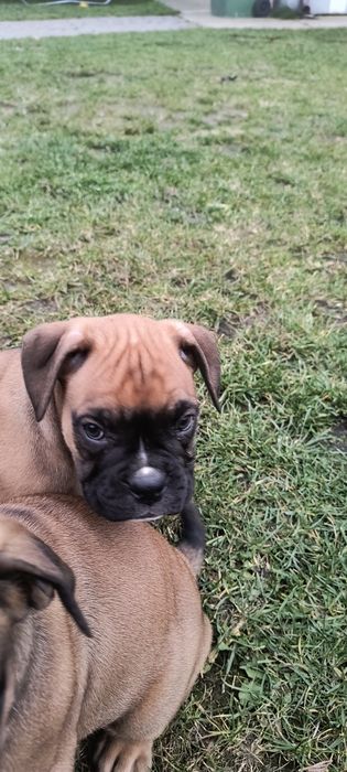 Suczka bokser szczenię