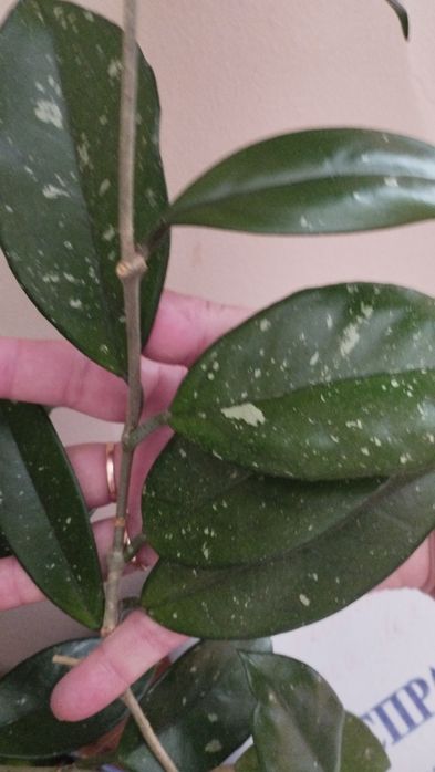 Растение хоя карноза