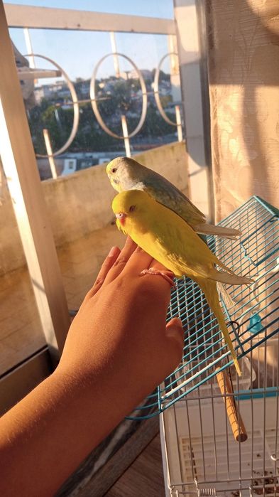 Piriquitos domésticados