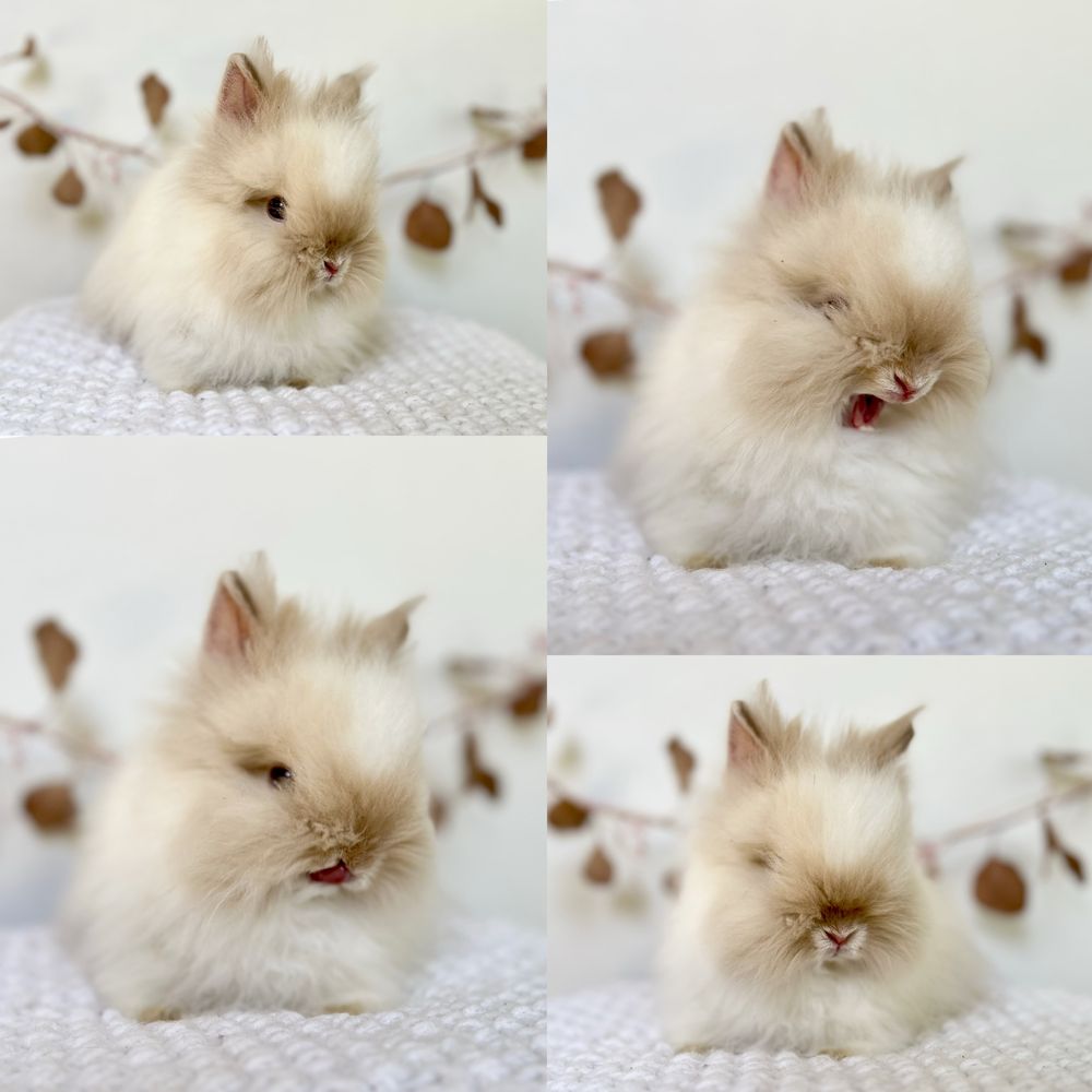 Króliczki Karzełki Teddy waga 800gram-1kg Mini lop Gotowe do odbioru