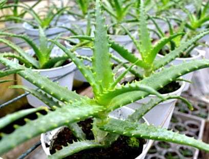 Aloes drzewiasty sadzonki